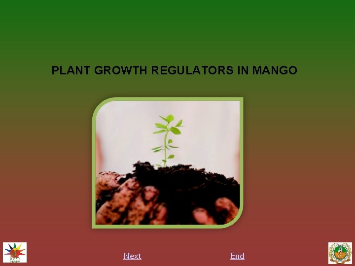 PLANT GROWTH REGULATORS IN MANGO Next End 