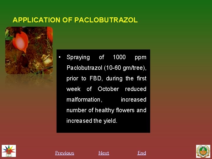 APPLICATION OF PACLOBUTRAZOL • Spraying of 1000 ppm Paclobutrazol (10 -60 gm/tree), prior to
