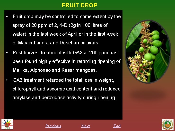 FRUIT DROP • Fruit drop may be controlled to some extent by the spray