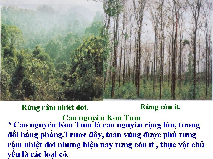 Rừng rậm nhiệt đới. Rừng còn ít. Cao nguyên Kon Tum * Cao nguyên