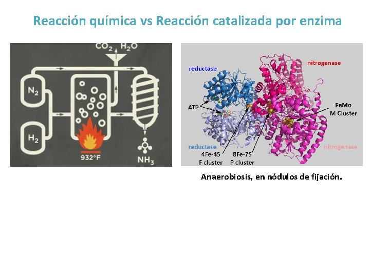 Reacción química vs Reacción catalizada por enzima Anaerobiosis, en nódulos de fijación. 