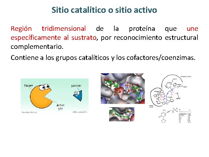 Sitio catalítico o sitio activo Región tridimensional de la proteína que une específicamente al