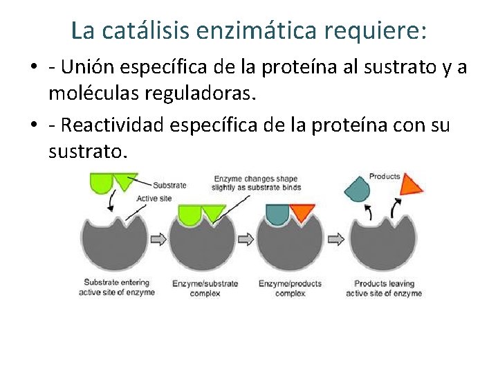 La catálisis enzimática requiere: • - Unión específica de la proteína al sustrato y