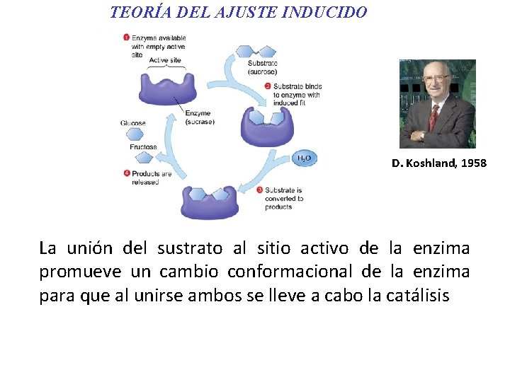 TEORÍA DEL AJUSTE INDUCIDO D. Koshland, 1958 La unión del sustrato al sitio activo