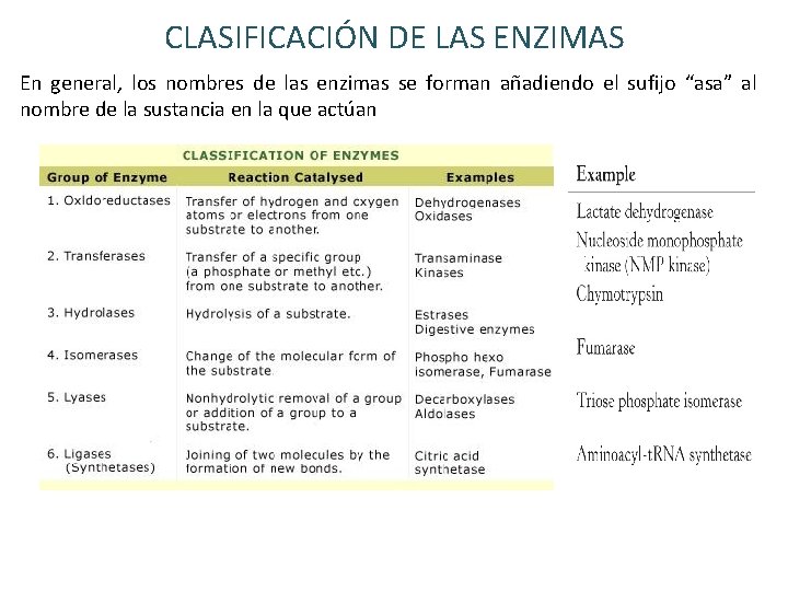 CLASIFICACIÓN DE LAS ENZIMAS En general, los nombres de las enzimas se forman añadiendo