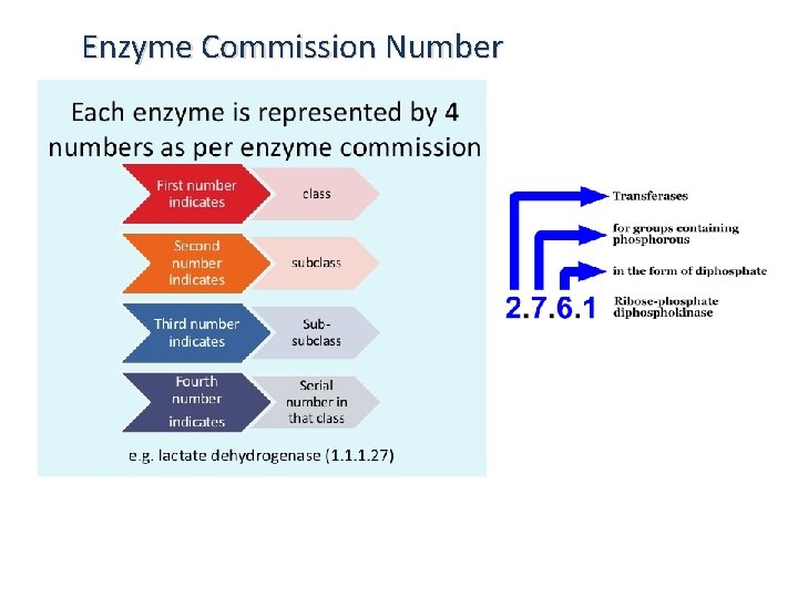 Enzyme Commission Number 