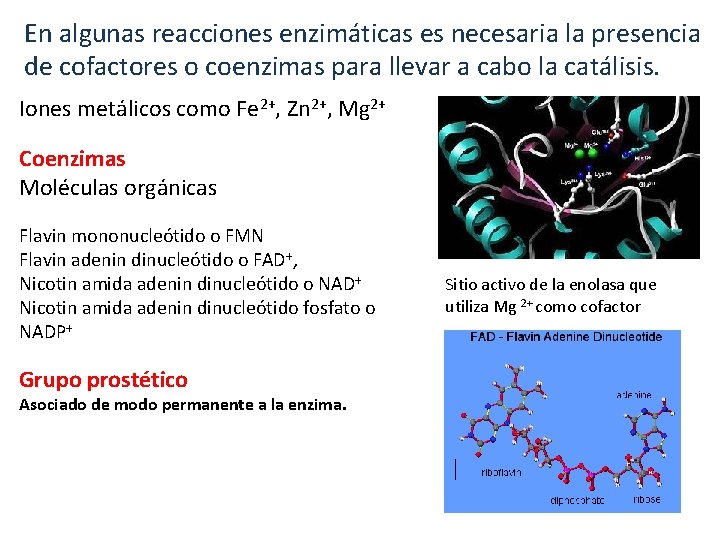 En algunas reacciones enzimáticas es necesaria la presencia de cofactores o coenzimas para llevar