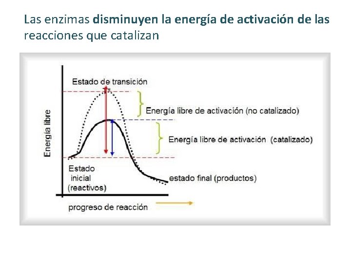 Las enzimas disminuyen la energía de activación de las reacciones que catalizan 