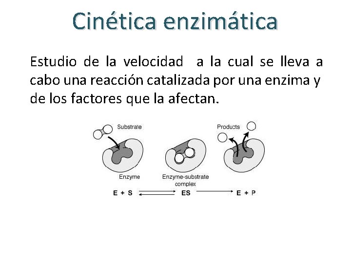 Cinética enzimática Estudio de la velocidad a la cual se lleva a cabo una