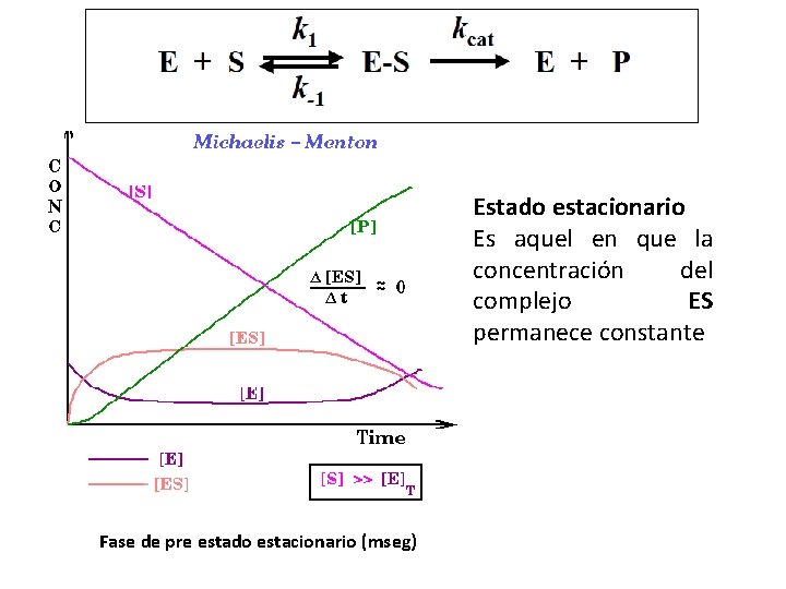 Progreso de la reacción enzimática Fase de pre estado estacionario (mseg) Estado estacionario Es