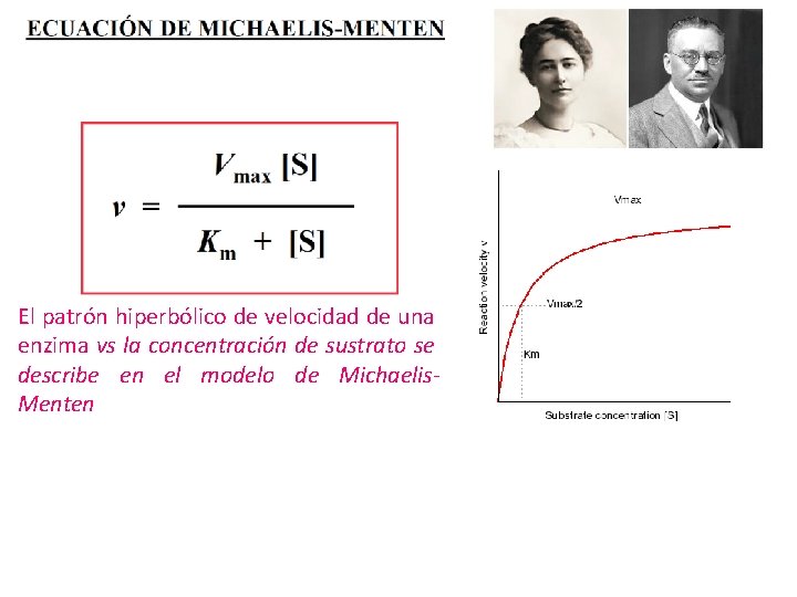 El patrón hiperbólico de velocidad de una enzima vs la concentración de sustrato se