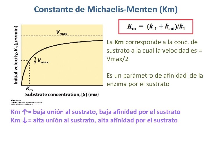 Constante de Michaelis-Menten (Km) La Km corresponde a la conc. de sustrato a la