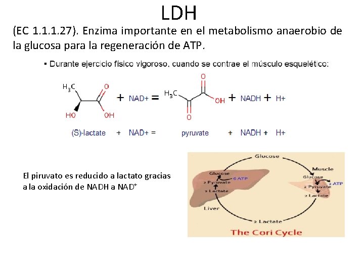 LDH (EC 1. 1. 1. 27). Enzima importante en el metabolismo anaerobio de la