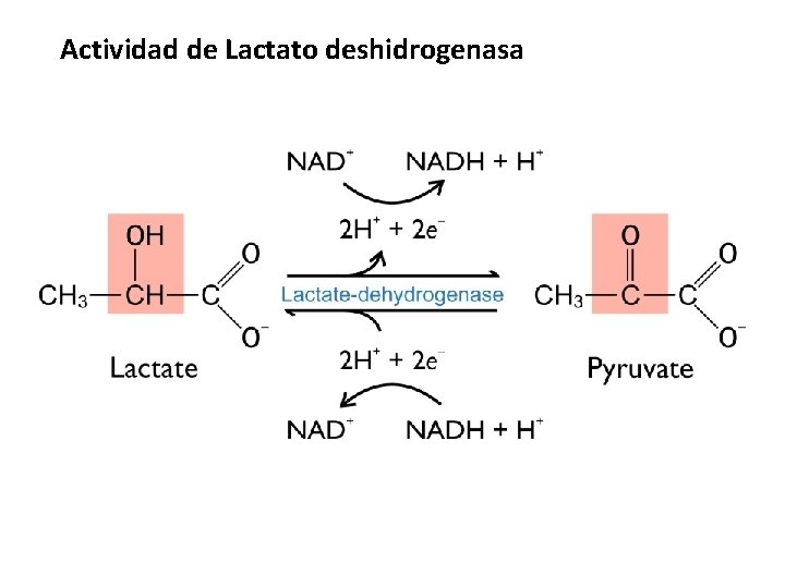 Actividad de Lactato deshidrogenasa 