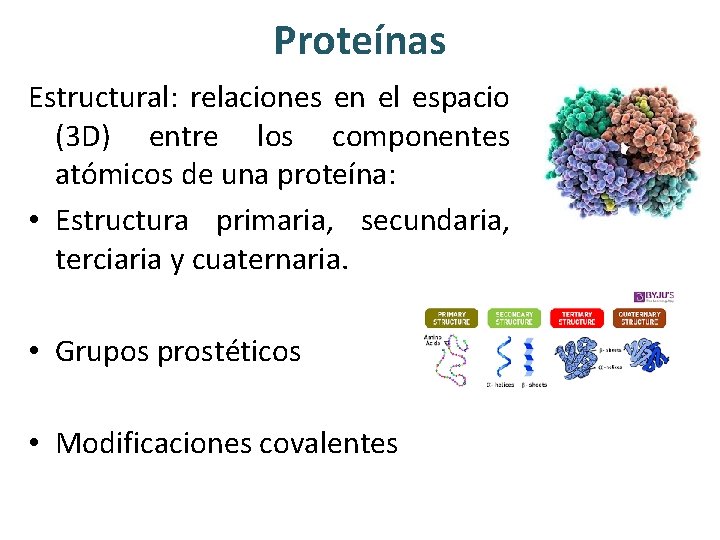 Proteínas Estructural: relaciones en el espacio (3 D) entre los componentes atómicos de una
