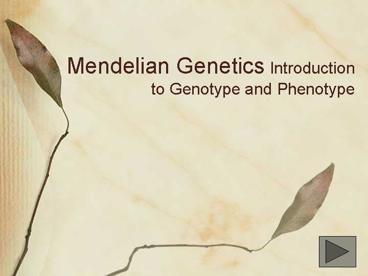 Mendelian Genetics Introduction to Genotype and Phenotype 