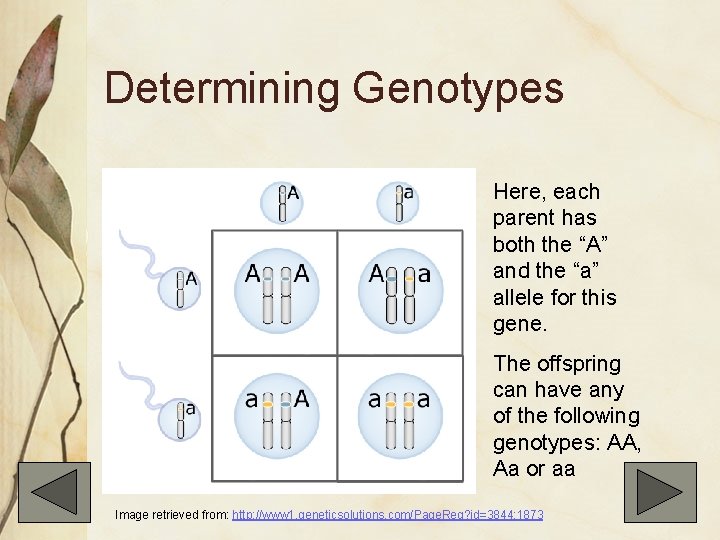 Determining Genotypes Here, each parent has both the “A” and the “a” allele for