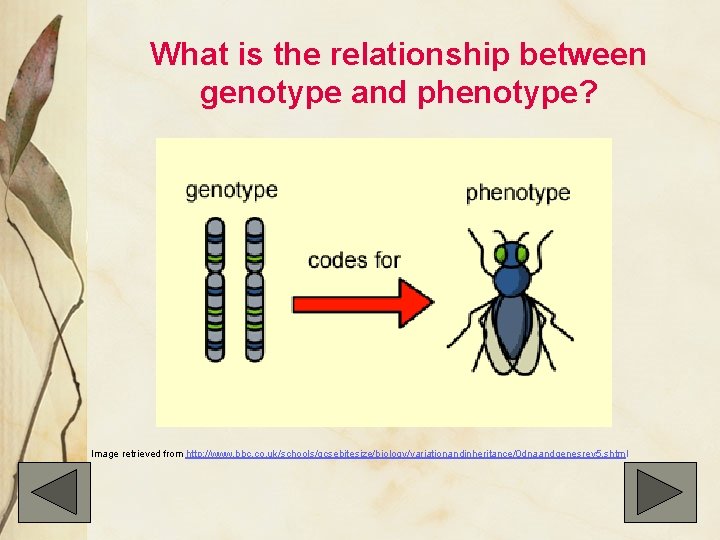 What is the relationship between genotype and phenotype? Image retrieved from http: //www. bbc.