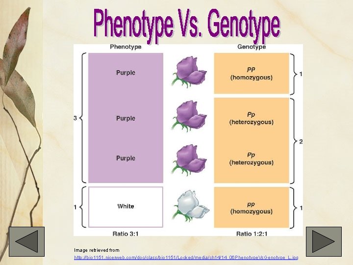 Image retrieved from http: //bio 1151. nicerweb. com/doc/class/bio 1151/Locked/media/ch 14/14_06 Phenotype. Vs. Genotype_L. jpg