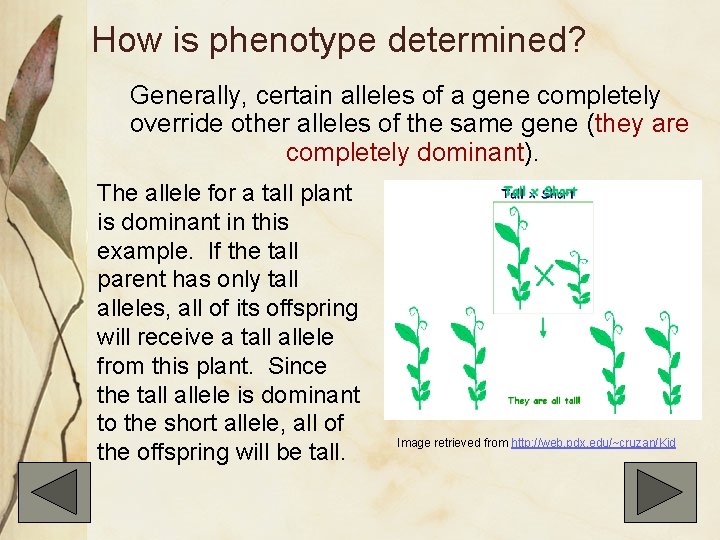 How is phenotype determined? Generally, certain alleles of a gene completely override other alleles