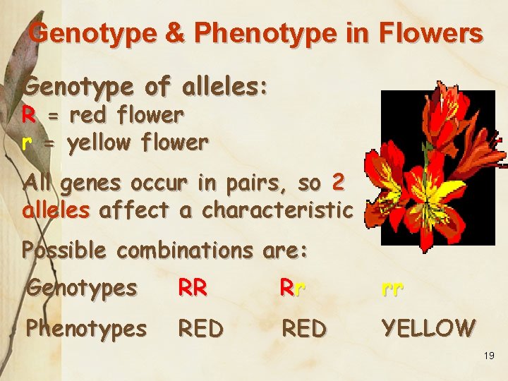 Genotype & Phenotype in Flowers Genotype of alleles: R = red flower r =