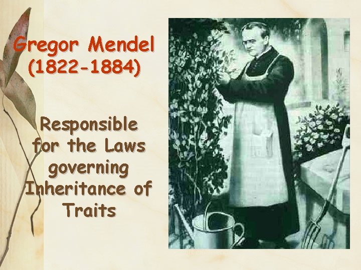 Gregor Mendel (1822 -1884) Responsible for the Laws governing Inheritance of Traits copyright cmassengale
