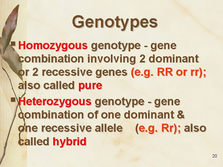 Genotypes § Homozygous genotype - gene combination involving 2 dominant or 2 recessive genes