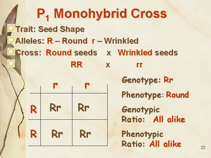 P 1 Monohybrid Cross Trait: Seed Shape Alleles: R – Round r – Wrinkled