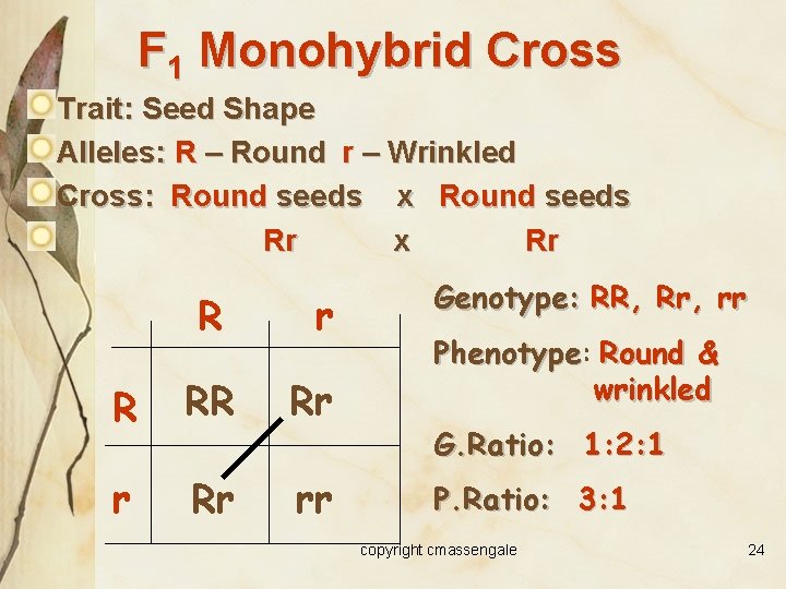 F 1 Monohybrid Cross Trait: Seed Shape Alleles: R – Round r – Wrinkled