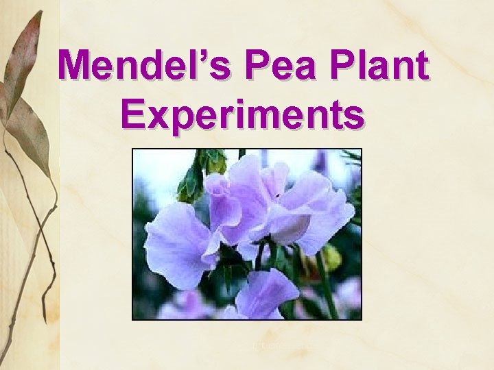 Mendel’s Pea Plant Experiments copyright cmassengale 26 