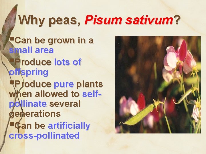 Why peas, Pisum sativum? §Can be grown in a small area §Produce lots of