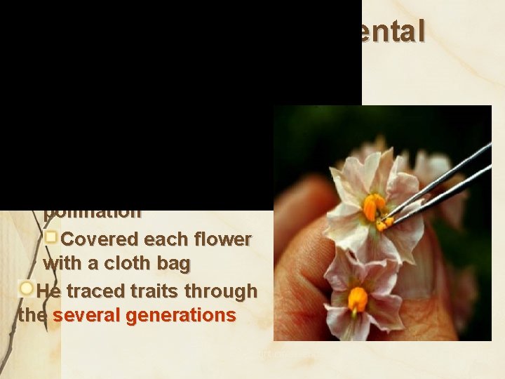 Mendel’s Experimental Methods Mendel hand-pollinated flowers using a paintbrush He could snip the stamens