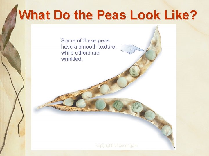 What Do the Peas Look Like? copyright cmassengale 32 