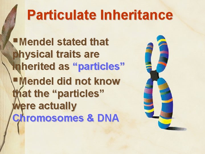 Particulate Inheritance §Mendel stated that physical traits are inherited as “particles” §Mendel did not