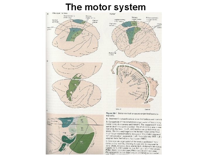 Motor cortical areas: the homunculus The motor system 