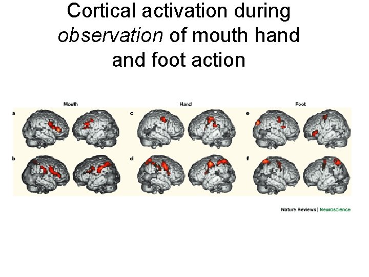 Cortical activation during observation of mouth hand foot action 