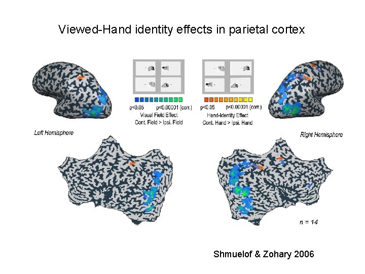 Viewed-Hand identity effects in parietal cortex Shmuelof & Zohary 2006 