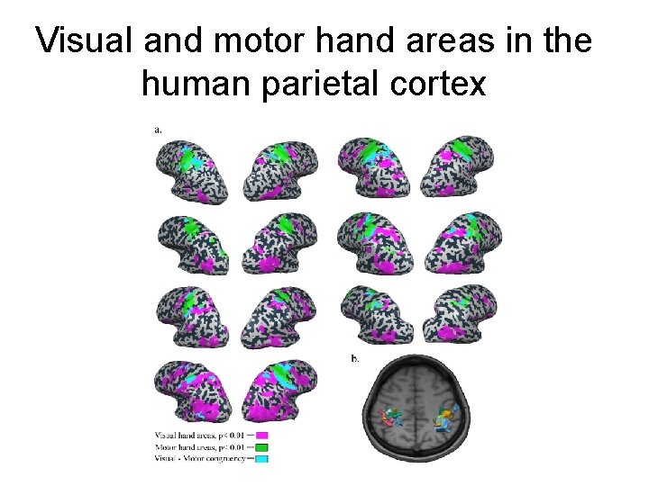 Visual and motor hand areas in the human parietal cortex 