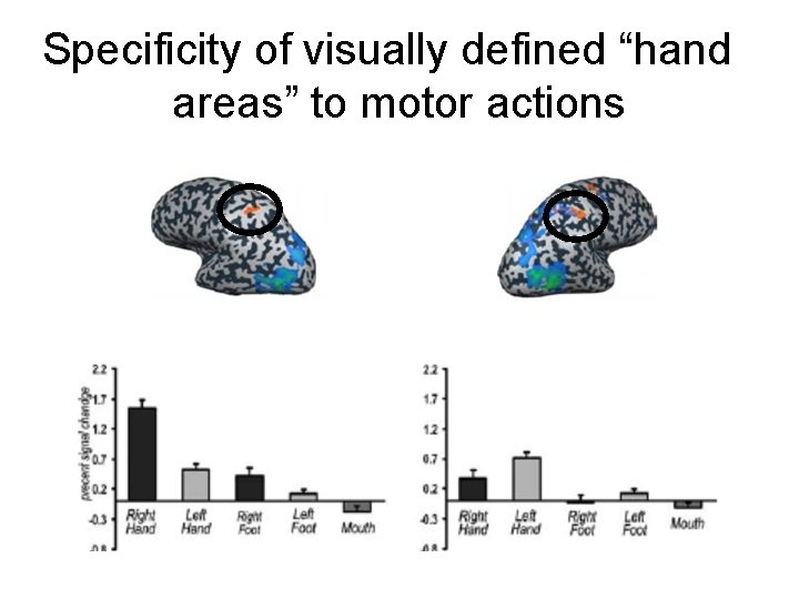 Specificity of visually defined “hand areas” to motor actions 