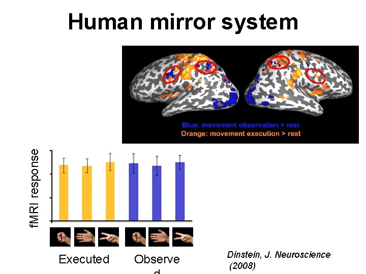 f. MRI response Human mirror system Executed Observe Dinstein, J. Neuroscience (2008) 