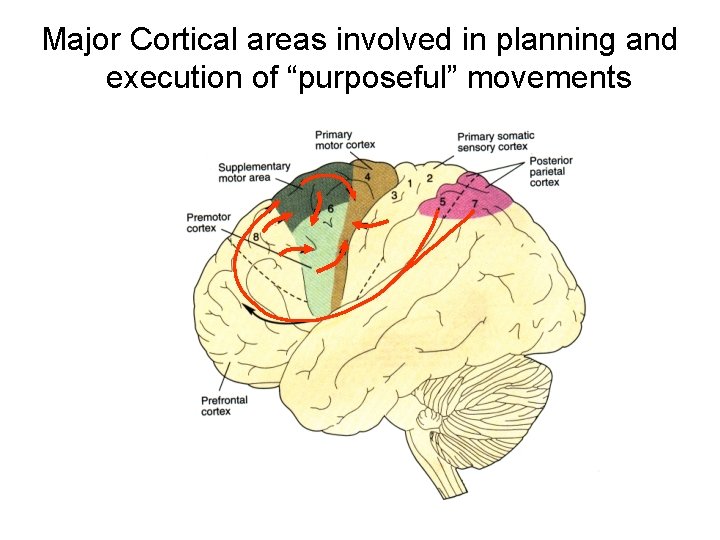Major Cortical areas involved in planning and execution of “purposeful” movements 
