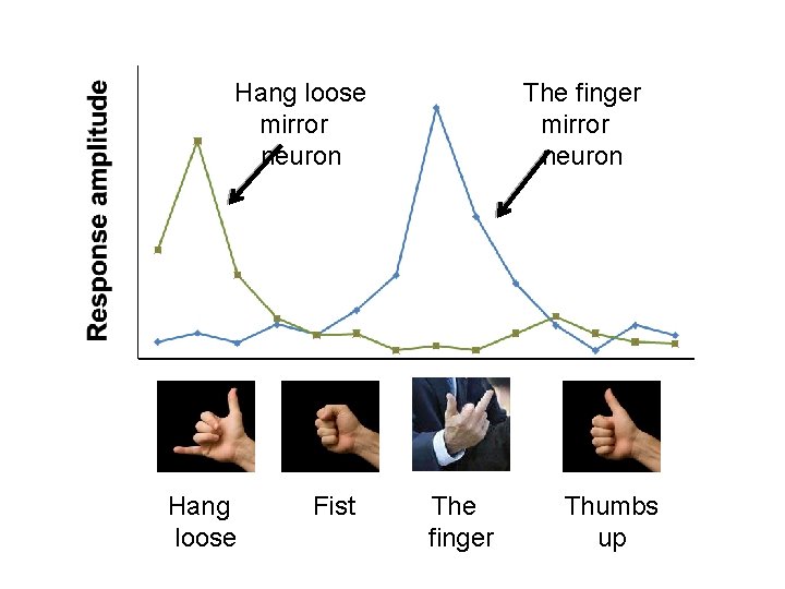 Hang loose mirror neuron Hang loose Fist The finger mirror neuron The finger Thumbs