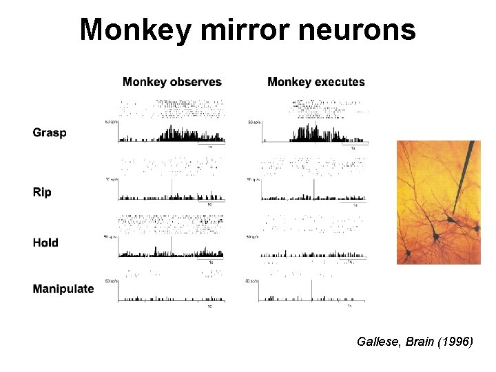 Monkey mirror neurons Gallese, Brain (1996) 