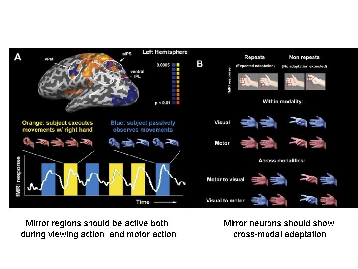 Mirror regions should be active both during viewing action and motor action Mirror neurons