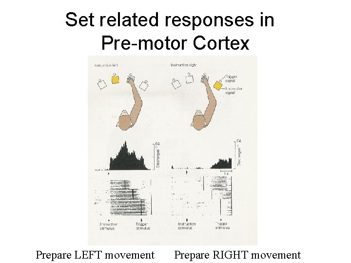 Set related responses in Pre-motor Cortex Prepare LEFT movement Prepare RIGHT movement 