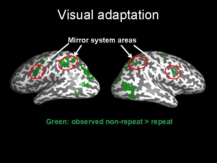 Visual adaptation Mirror system areas Green: observed non-repeat > repeat 