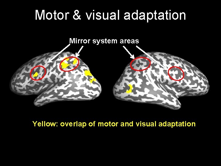Motor & visual adaptation Mirror system areas Yellow: overlap of motor and visual adaptation