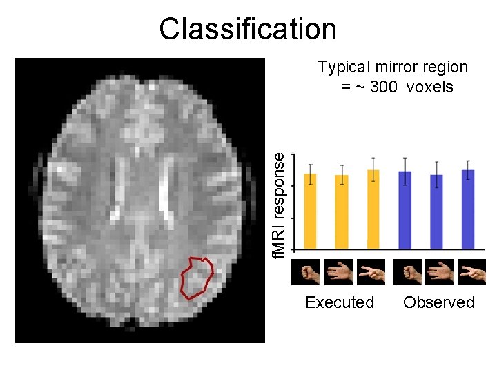 Classification f. MRI response Typical mirror region = ~ 300 voxels Executed Observed 