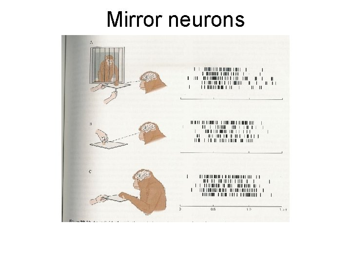 Mirror neurons Rizzolatti et al. , 1996 