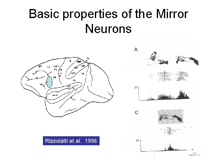 Basic properties of the Mirror Neurons Rizzolatti et al. 1996 